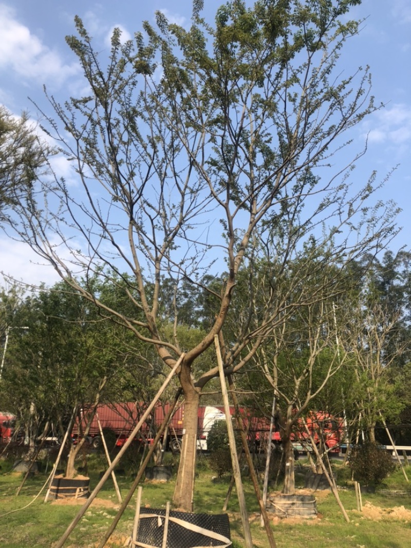 朴树18公分，单杆，多杆各种公分数都有