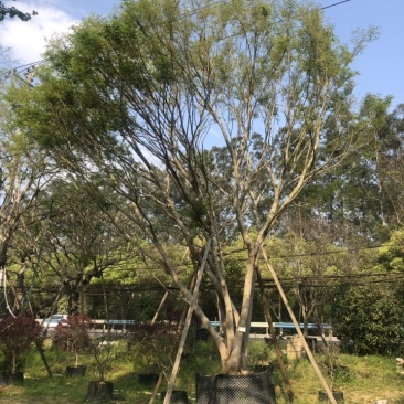 朴树20公分，单杆多杆各种公分数都有