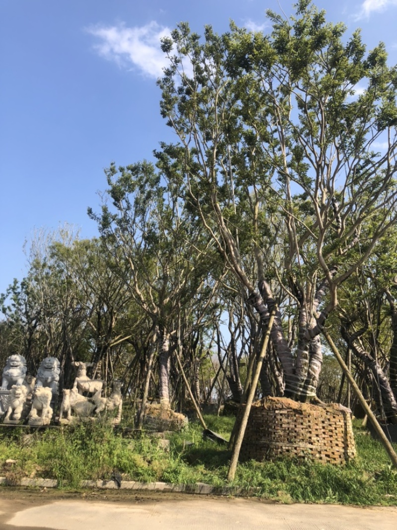 朴树20公分，单杆多杆各种公分数都有