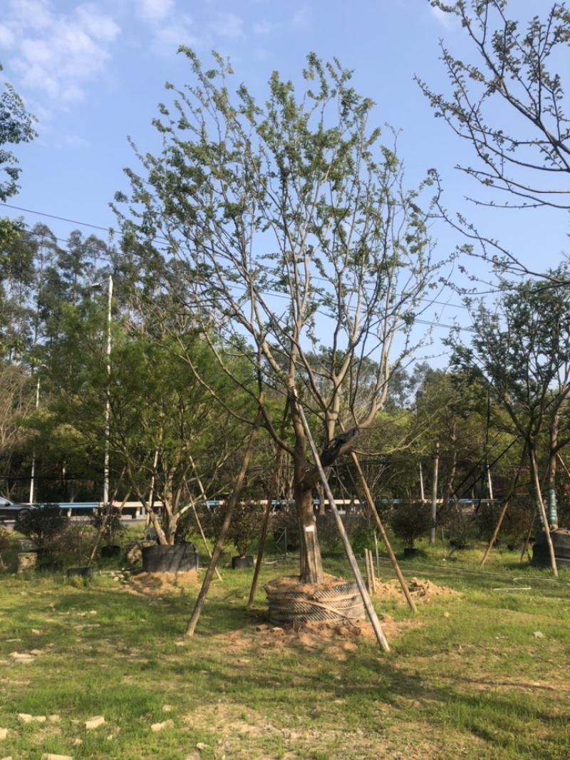 朴树20公分，单杆多杆各种公分数都有