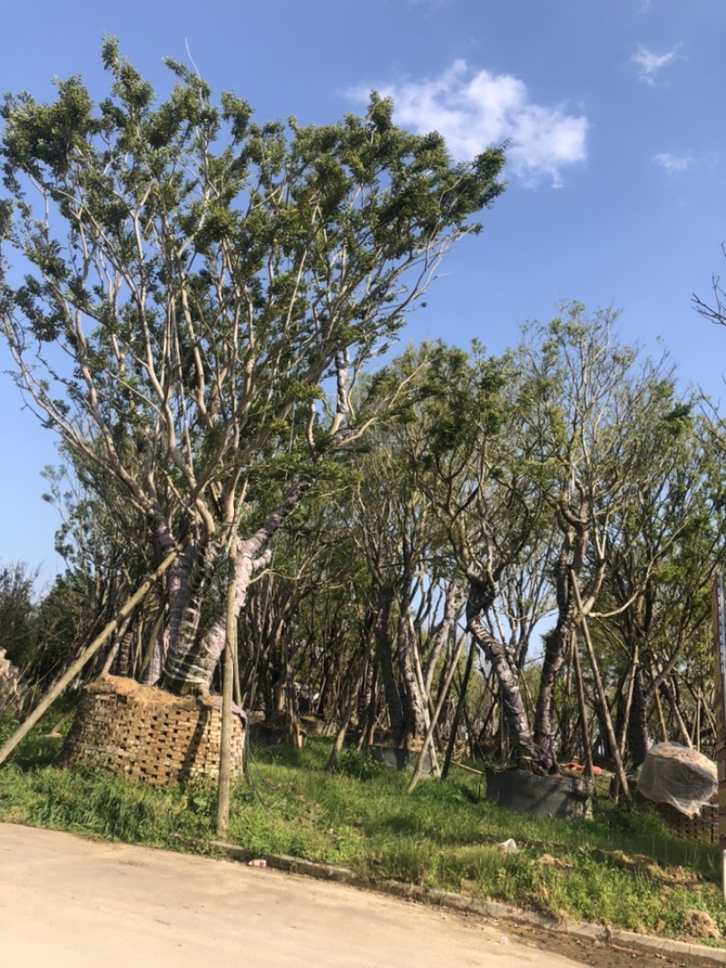 朴树20公分，单杆多杆各种公分数都有