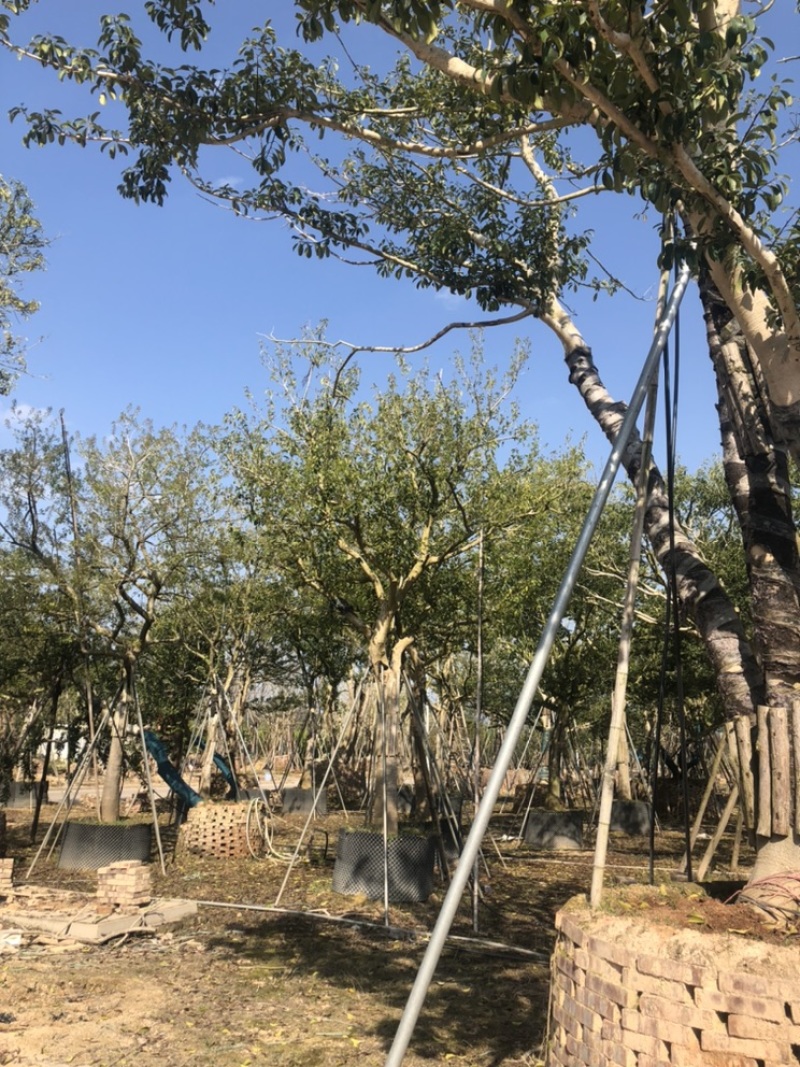 红果冬青，精品红果冬青，斜飘红果冬青价格面议