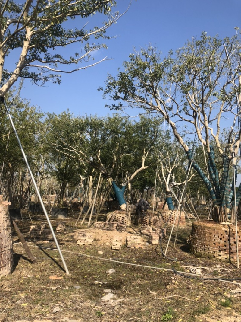 红果冬青，精品红果冬青，斜飘红果冬青价格面议