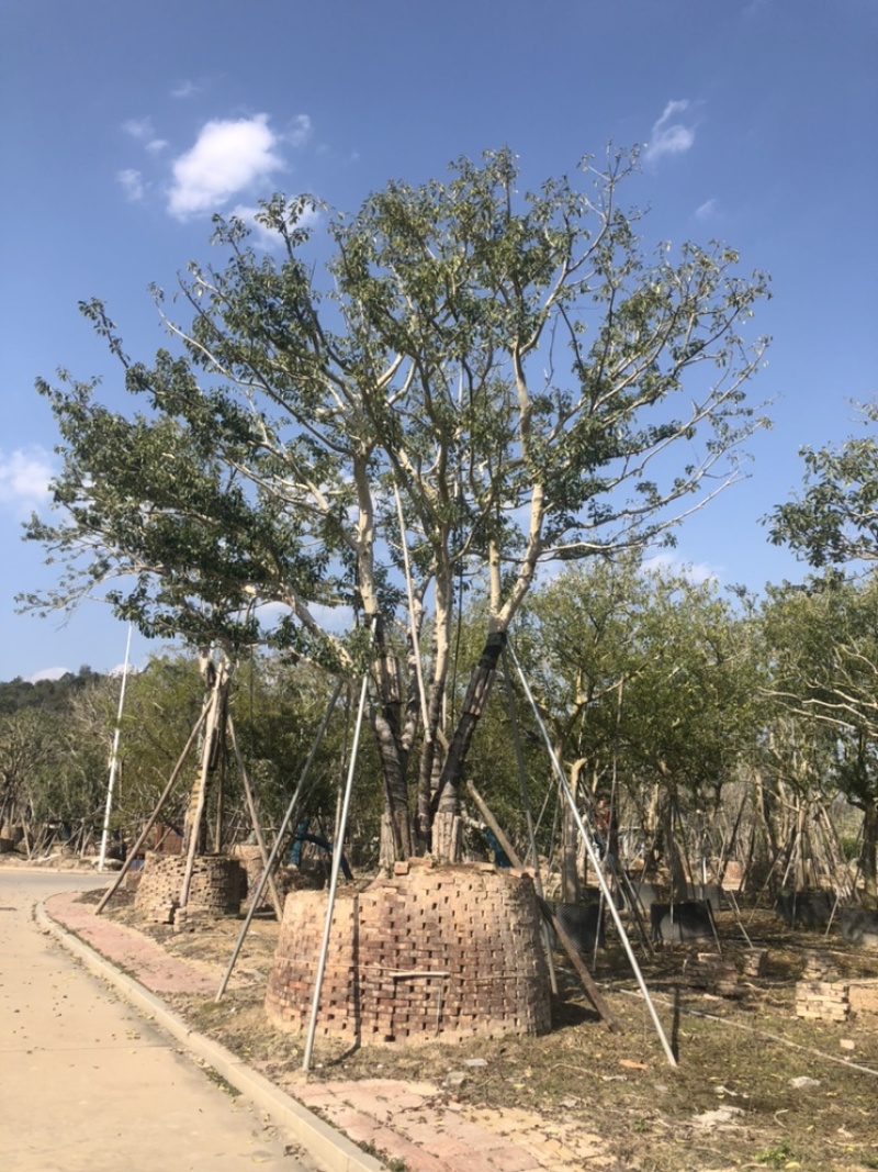 红果冬青，精品红果冬青，斜飘红果冬青价格面议