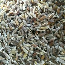 苍术种子带朱砂点苍术籽包芽率一斤包邮
