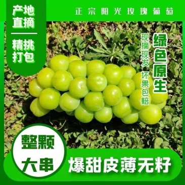河南省【阳光玫瑰】晴王葡萄产地批发保证质量专业代办