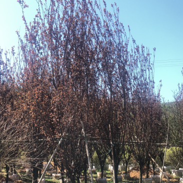 紫叶李7公分，各种规格都有