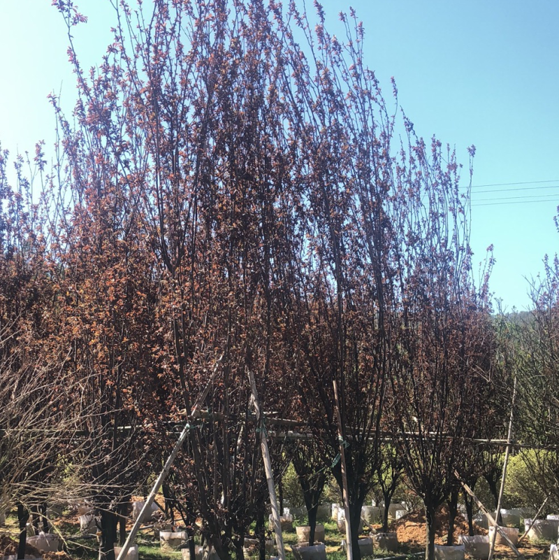 紫叶李7公分，各种规格都有
