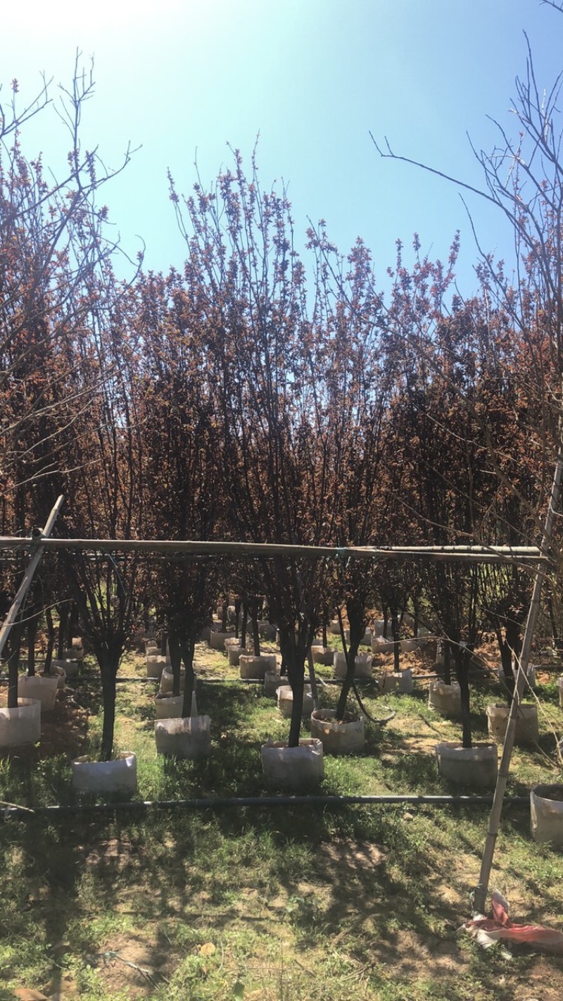 紫叶李7公分，各种规格都有