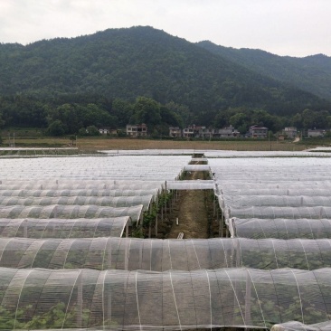 葡萄瓜果蔬菜避雨专用膜黑地膜白地膜拱棚膜银黑双色地膜
