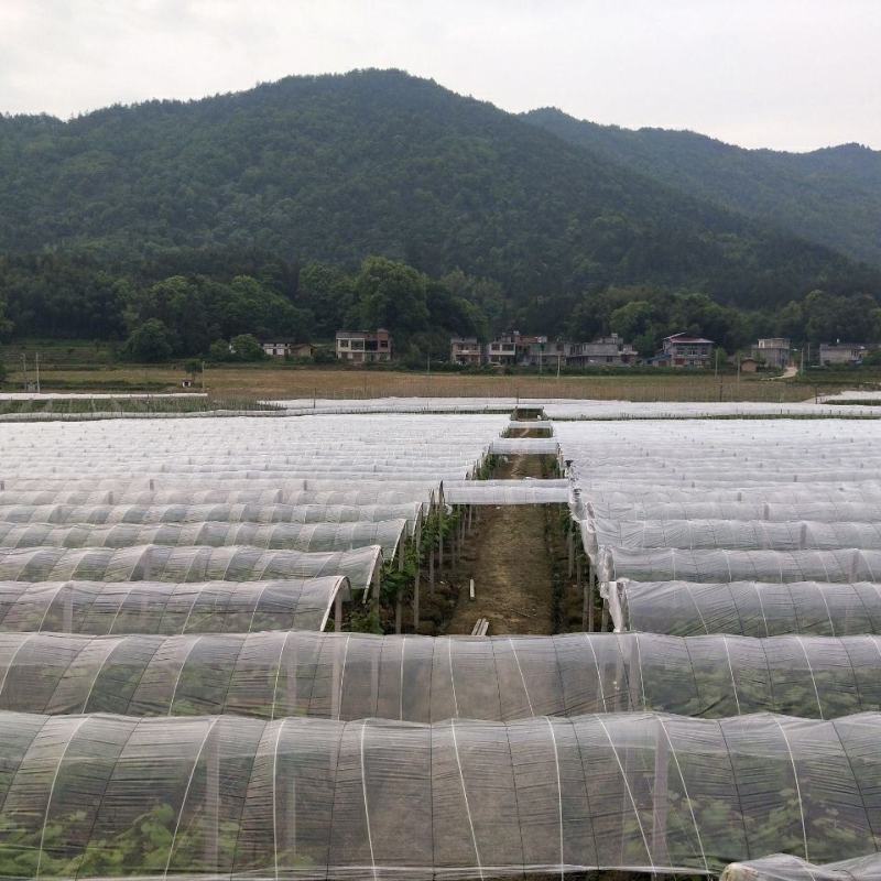 葡萄瓜果蔬菜避雨专用膜黑地膜白地膜拱棚膜银黑双色地膜