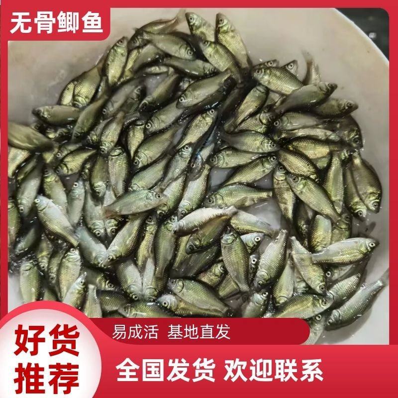 中科3号鲫鱼工程鲫圆头鲫欢迎选购