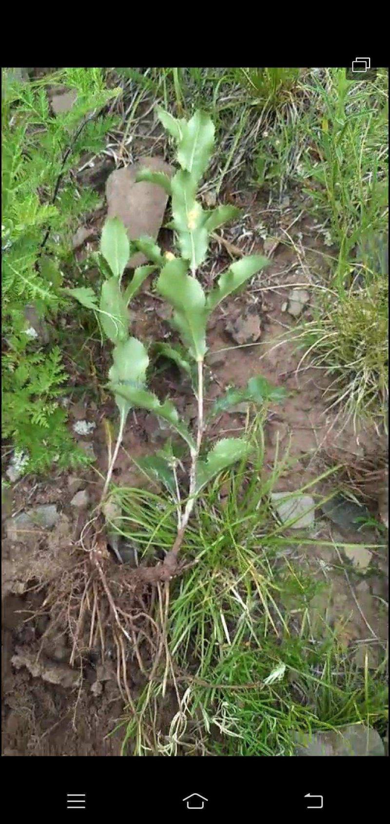 苍术种子带朱砂点苍术籽包芽率一斤包邮