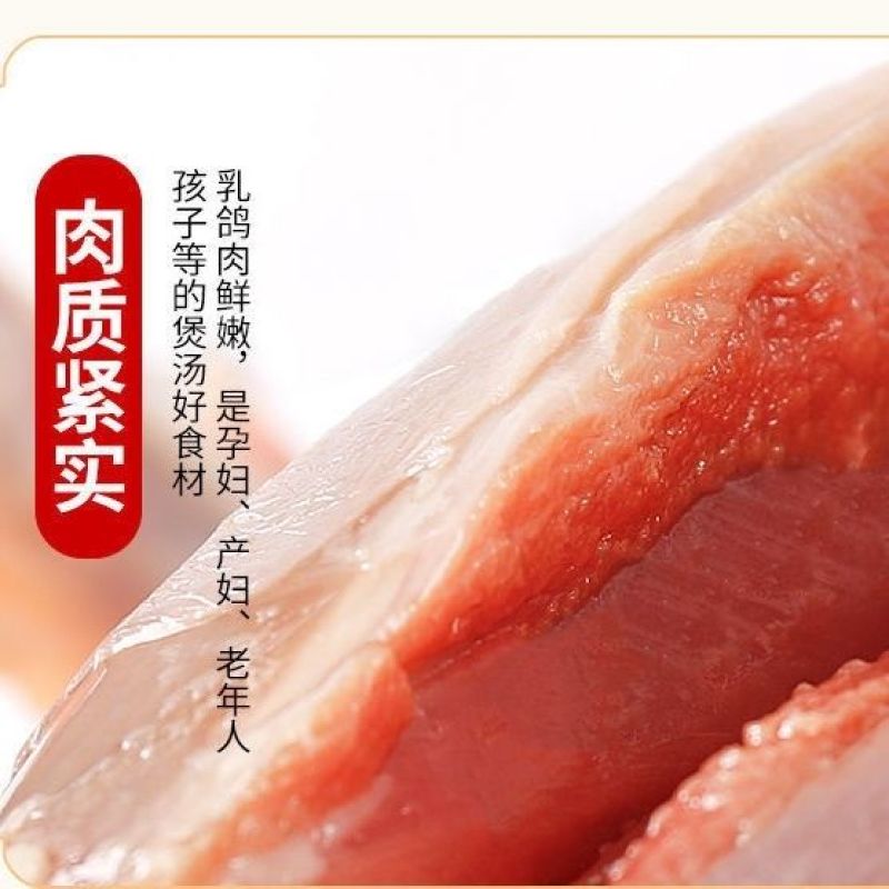 【顺丰包邮】新鲜现杀乳鸽白条鸽散养土鸽生鲜乳鸽一件发货鸽