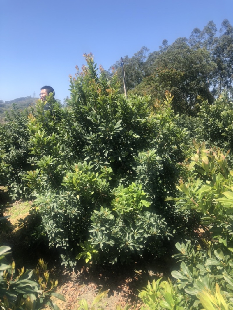 东魁杨梅，高度1.5米-5米各种都有货