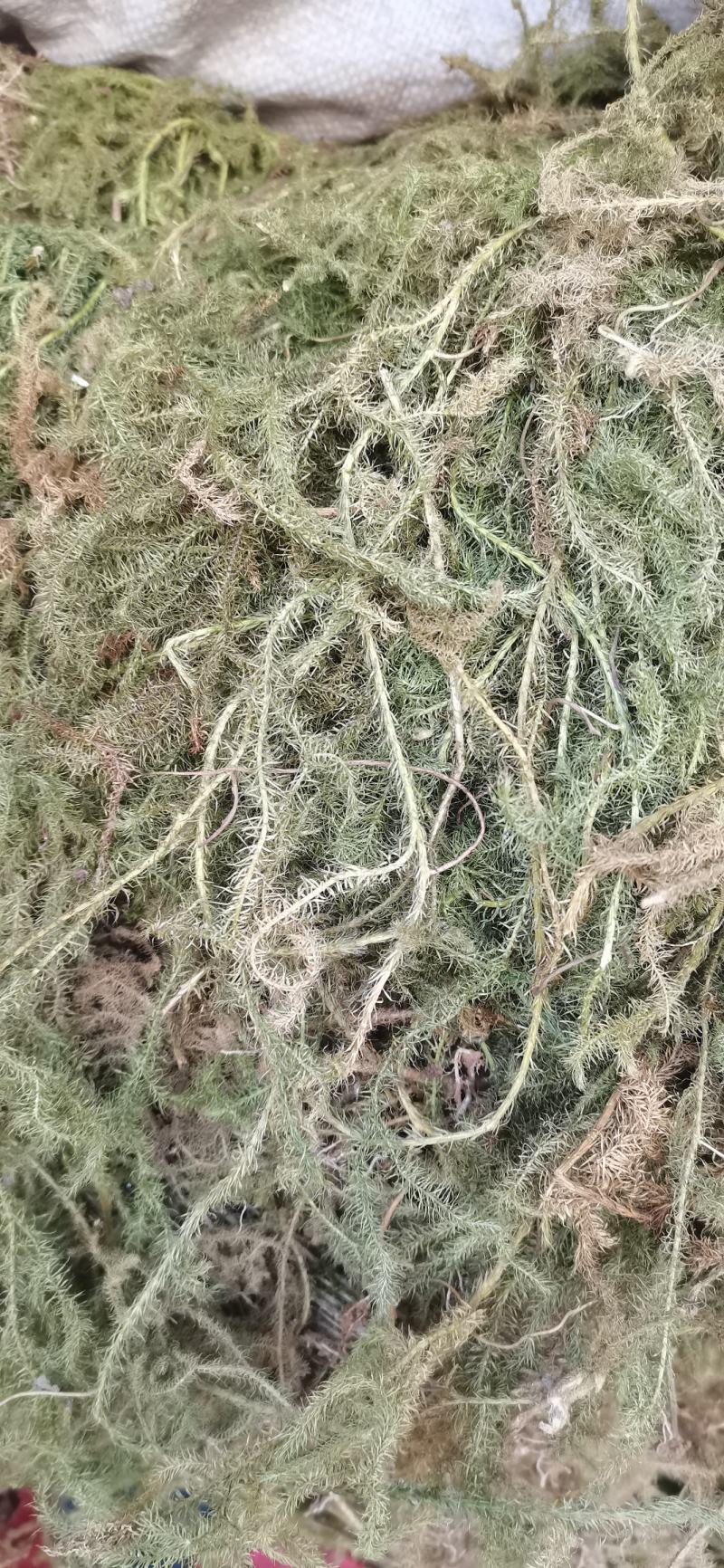 伸筋草狮子草纯野生贵州原生中药材泡水泡脚