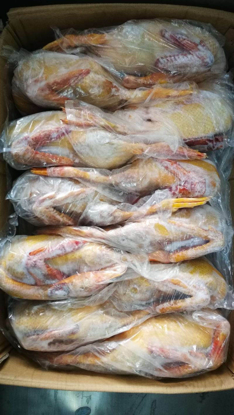 冷冻红头鸭老番鸭红嘴雁非洲雁，老藤子