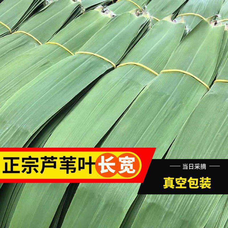 【精品】新鲜芦苇叶粽叶大量供应
