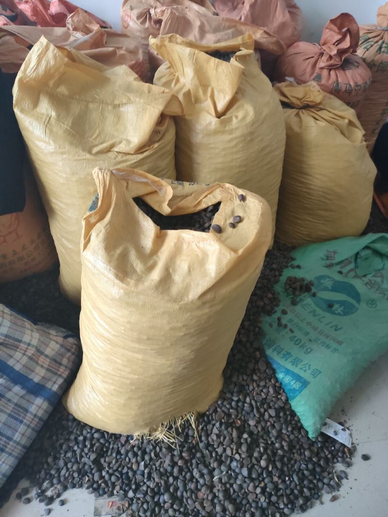 山茶油果