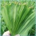 【精品】新鲜芦苇叶粽叶大量供应