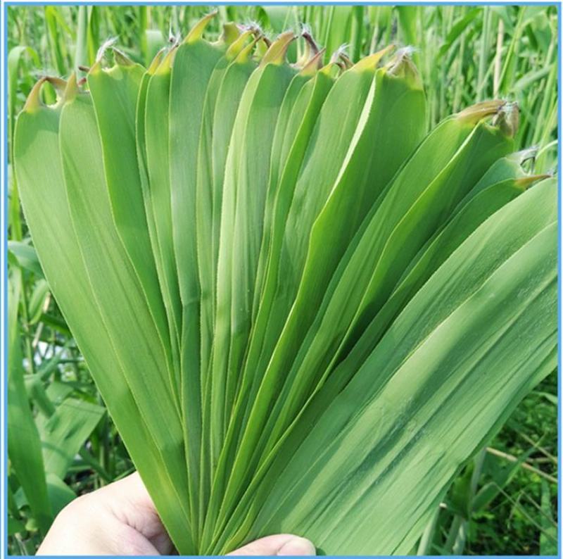 【精品】新鲜芦苇叶粽叶大量供应