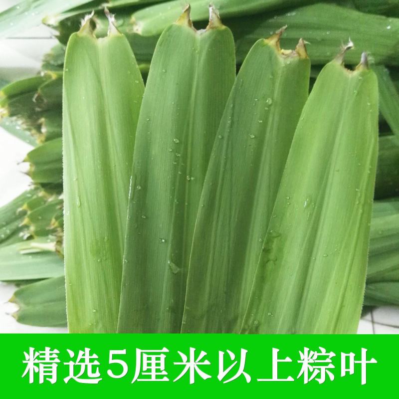 【精品】新鲜芦苇叶粽叶大量供应