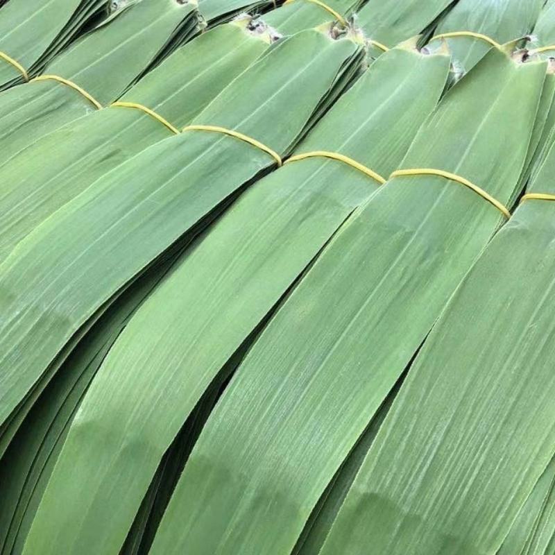 【精品】新鲜芦苇叶粽叶大量供应