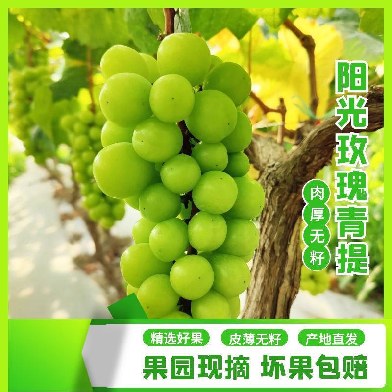河南省【阳光玫瑰】晴王葡萄产地批发保证质量专业代办