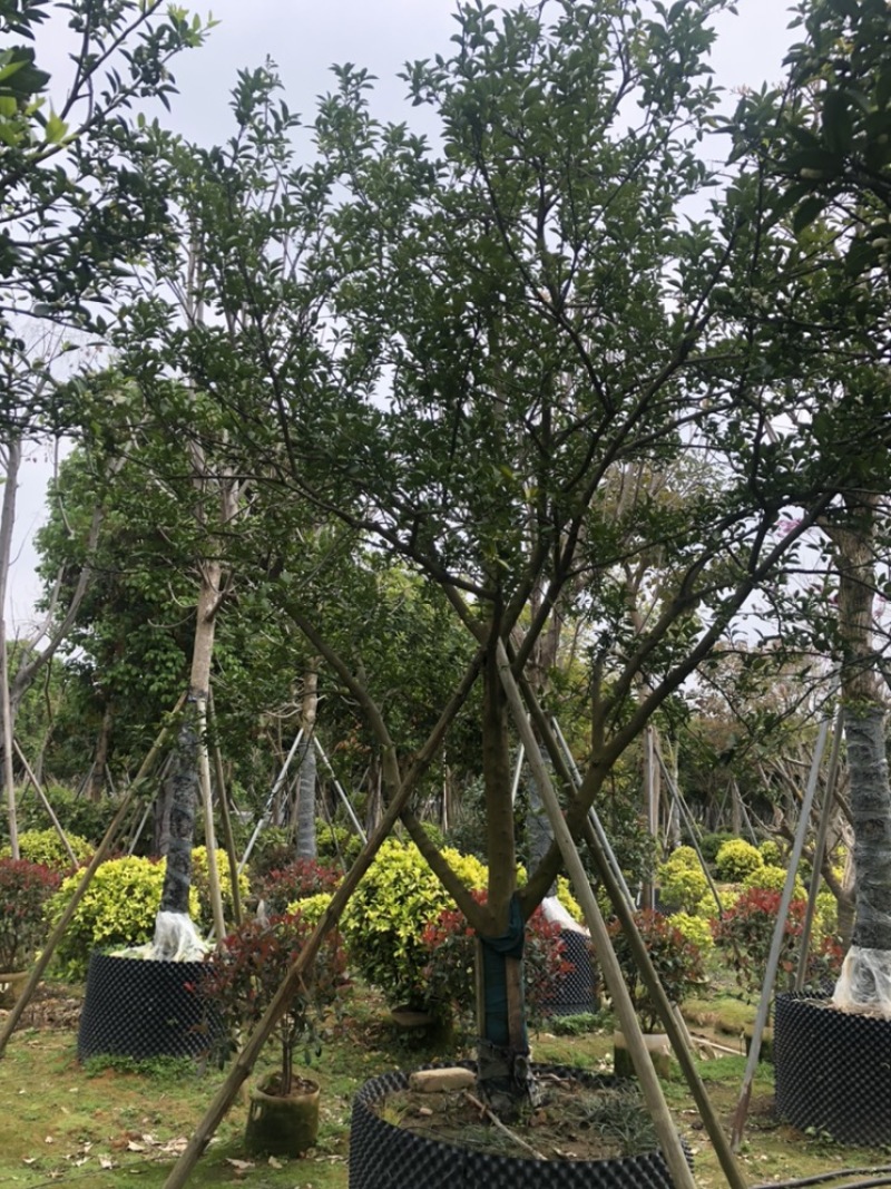 香泡，精品香橼各种规格