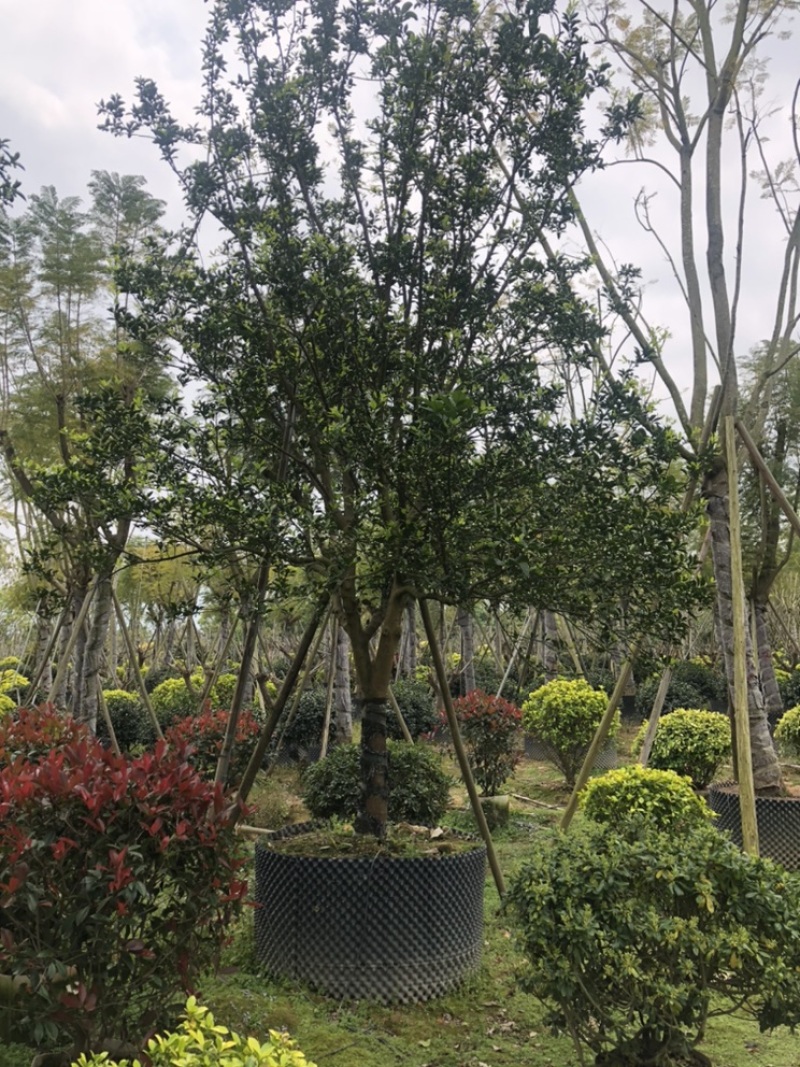 香泡，精品香橼各种规格