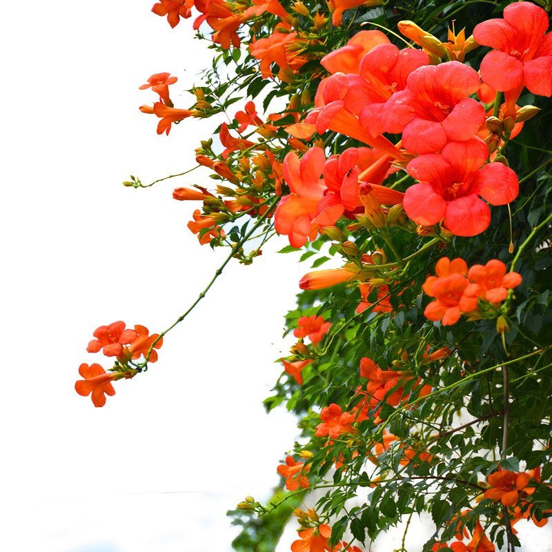 凌霄花苗盆栽爬藤植物攀爬树桩俄罗斯炮仗庭院阳台四季开花浓