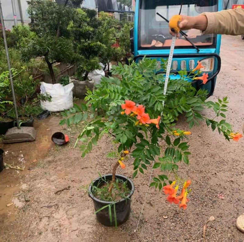 凌霄花苗盆栽爬藤植物攀爬树桩俄罗斯炮仗庭院阳台四季开花浓