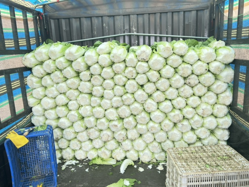 山东黄心大白菜质量杠杠，价钱合适，合作共赢