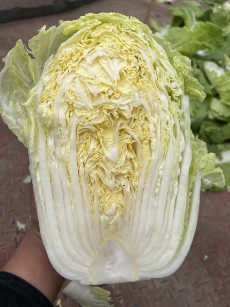 山东黄心大白菜质量杠杠，价钱合适，合作共赢