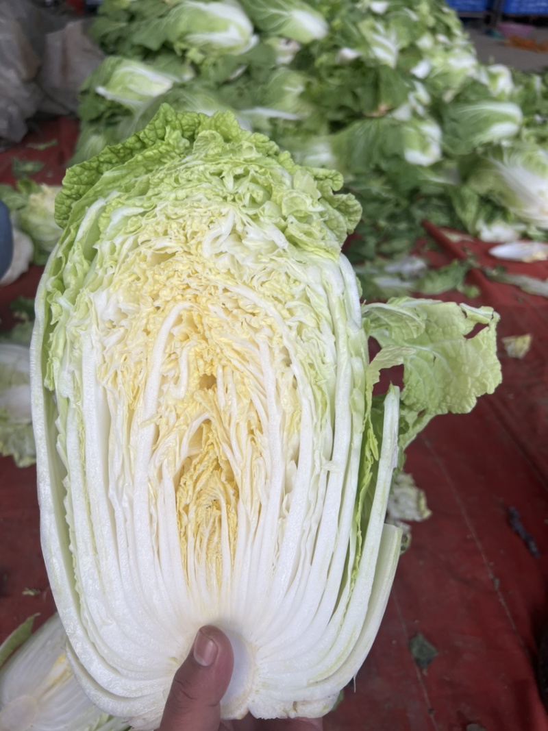 山东黄心大白菜质量杠杠，价钱合适，合作共赢