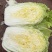 山东黄心大白菜质量杠杠，价钱合适，合作共赢