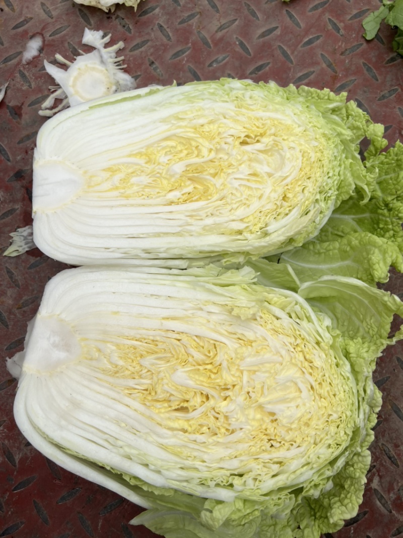 山东黄心大白菜质量杠杠，价钱合适，合作共赢