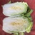 山东黄心大白菜质量杠杠，价钱合适，合作共赢