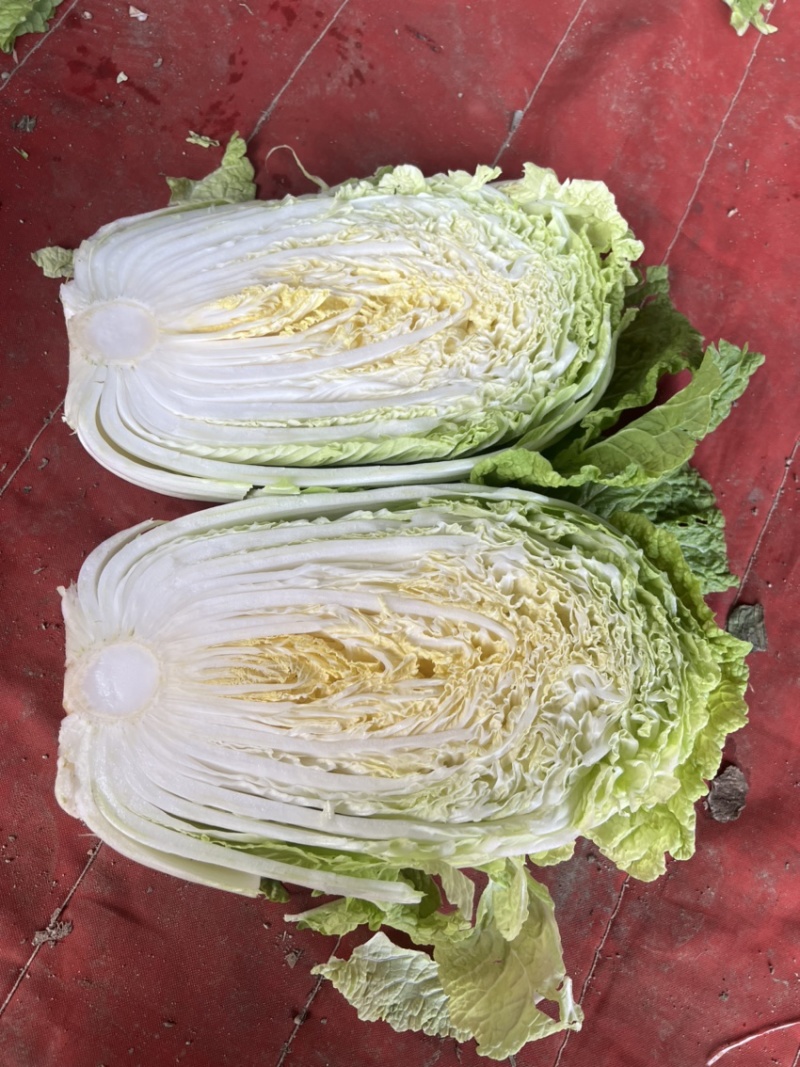 山东黄心大白菜质量杠杠，价钱合适，合作共赢