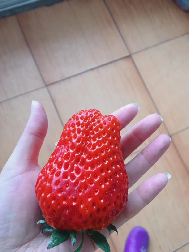 马家岗九九草莓质量好货源充足，欢迎大家前来选购