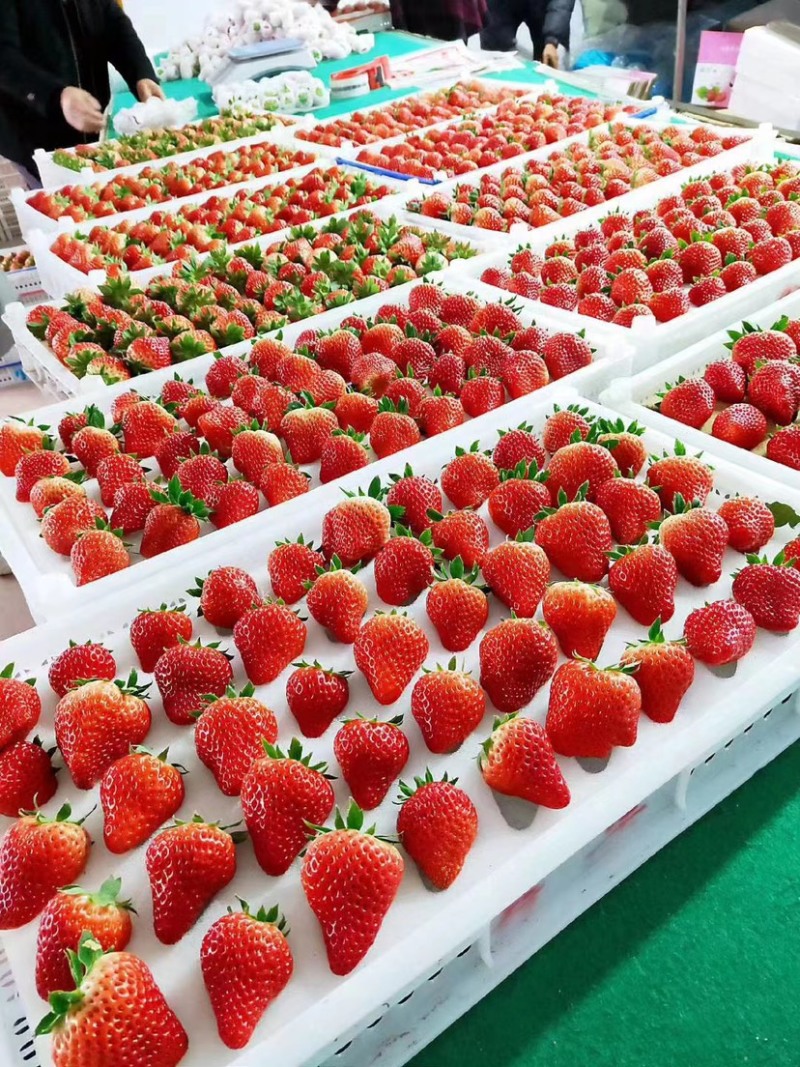 马家岗九九草莓质量好货源充足，欢迎大家前来选购