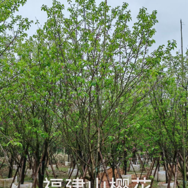 福建山樱花15公分，4-18公分百亩基地低价直销
