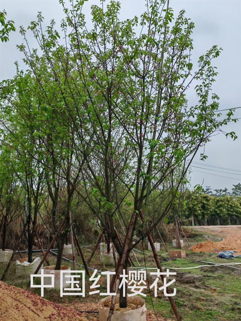 福建山樱花15公分，4-18公分百亩基地低价直销