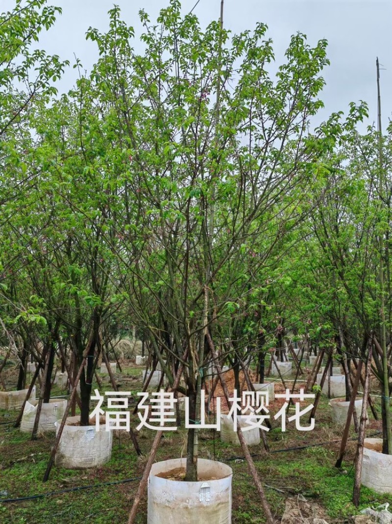 福建山樱花15公分，4-18公分百亩基地低价直销