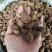 云南草果批发大颗粒草香料草果粉炖肉火锅调料5斤起批