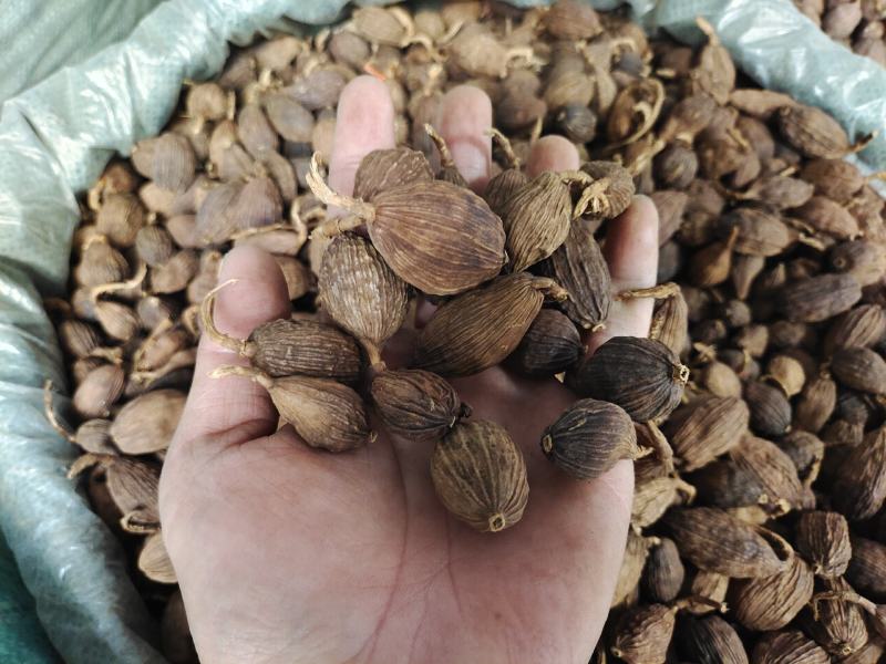 云南草果批发大颗粒草香料草果粉炖肉火锅调料5斤起批