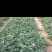 草莓苗草莓苗，草莓苗草莓苗！99草莓苗！纯99草莓苗