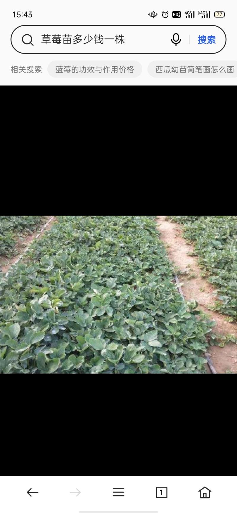 草莓苗草莓苗，草莓苗草莓苗！99草莓苗！纯99草莓苗