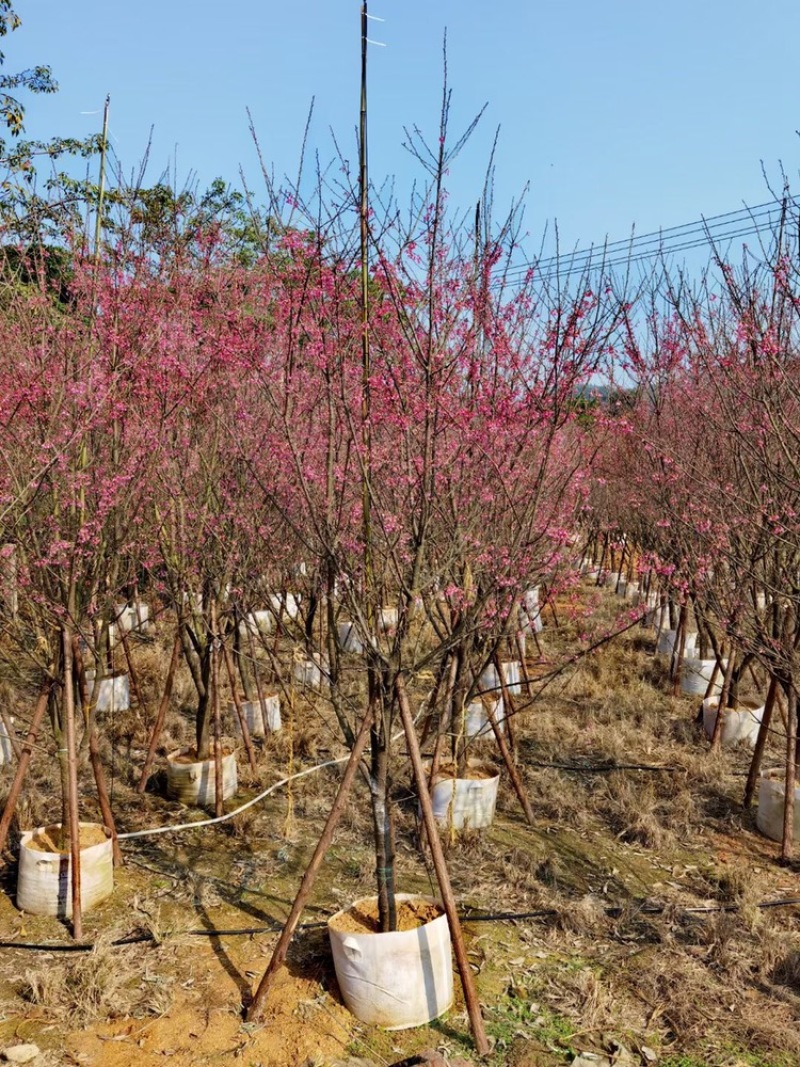 福建山樱花12公分，4-18公分百亩基地低价自销
