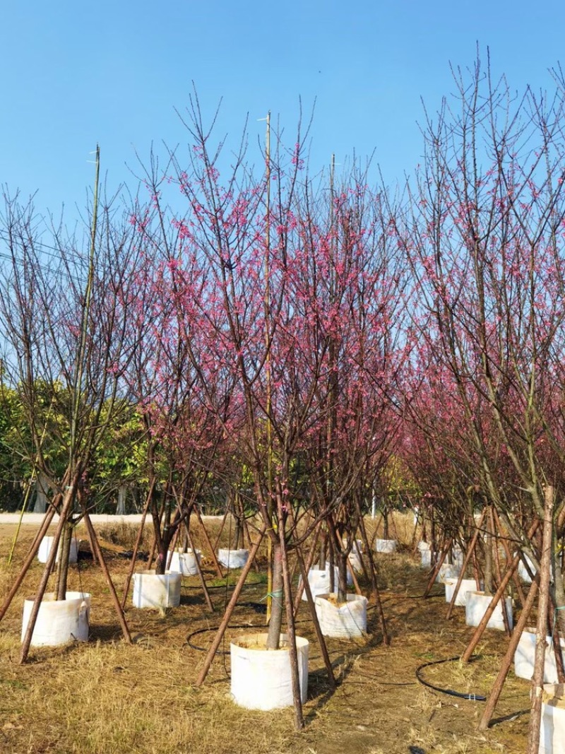 福建山樱花12公分，4-18公分百亩基地低价自销